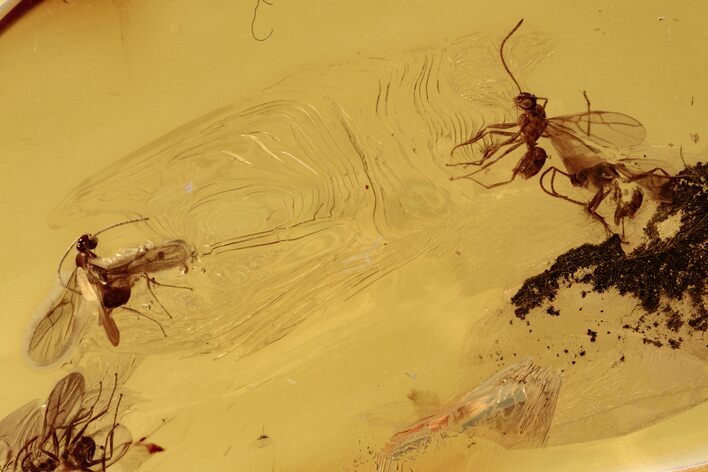 Four Fossil Winged Ants (Formicidae) In Baltic Amber #272146